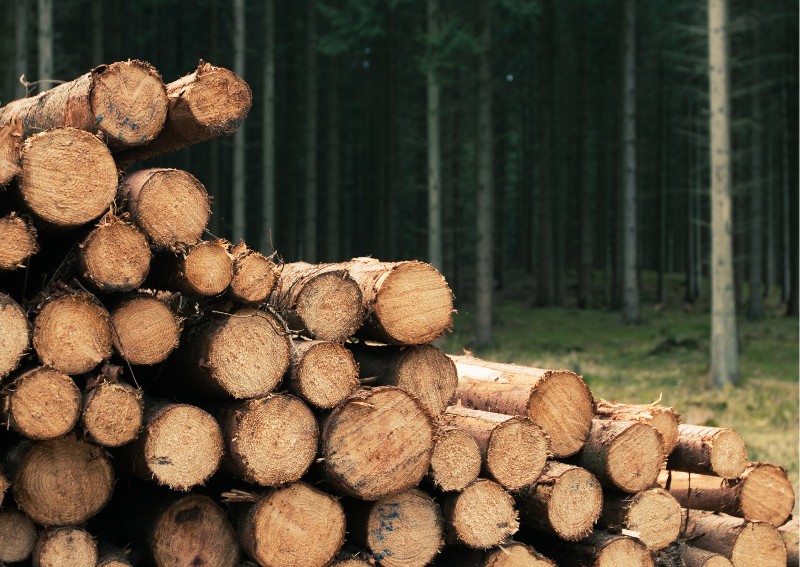 Holzstämme die zu einem Stapel gesetzt wurden